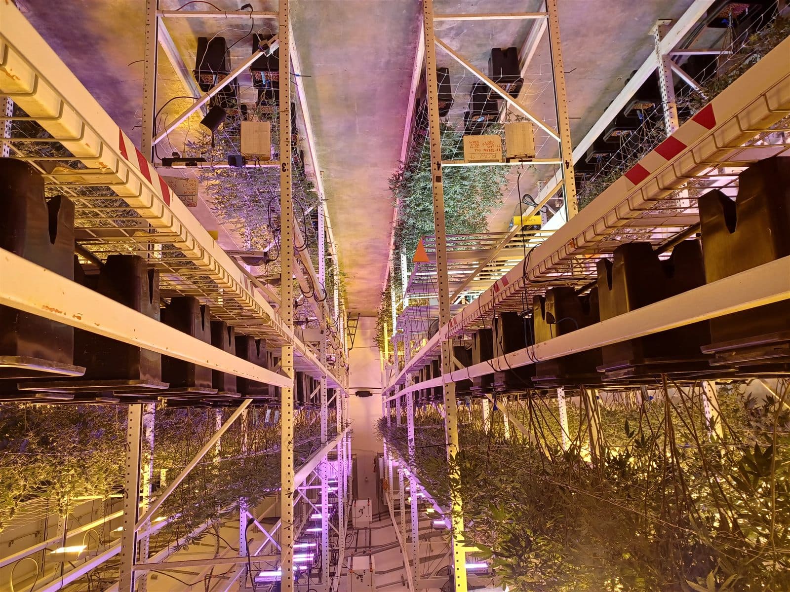 Tiered grow room showing light hang height over crops