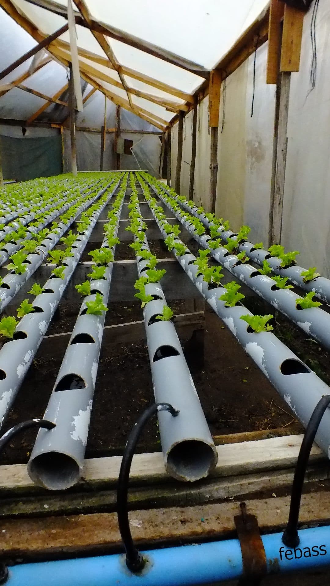 Hydroponic lettuce suited to passive Kratky-style grows