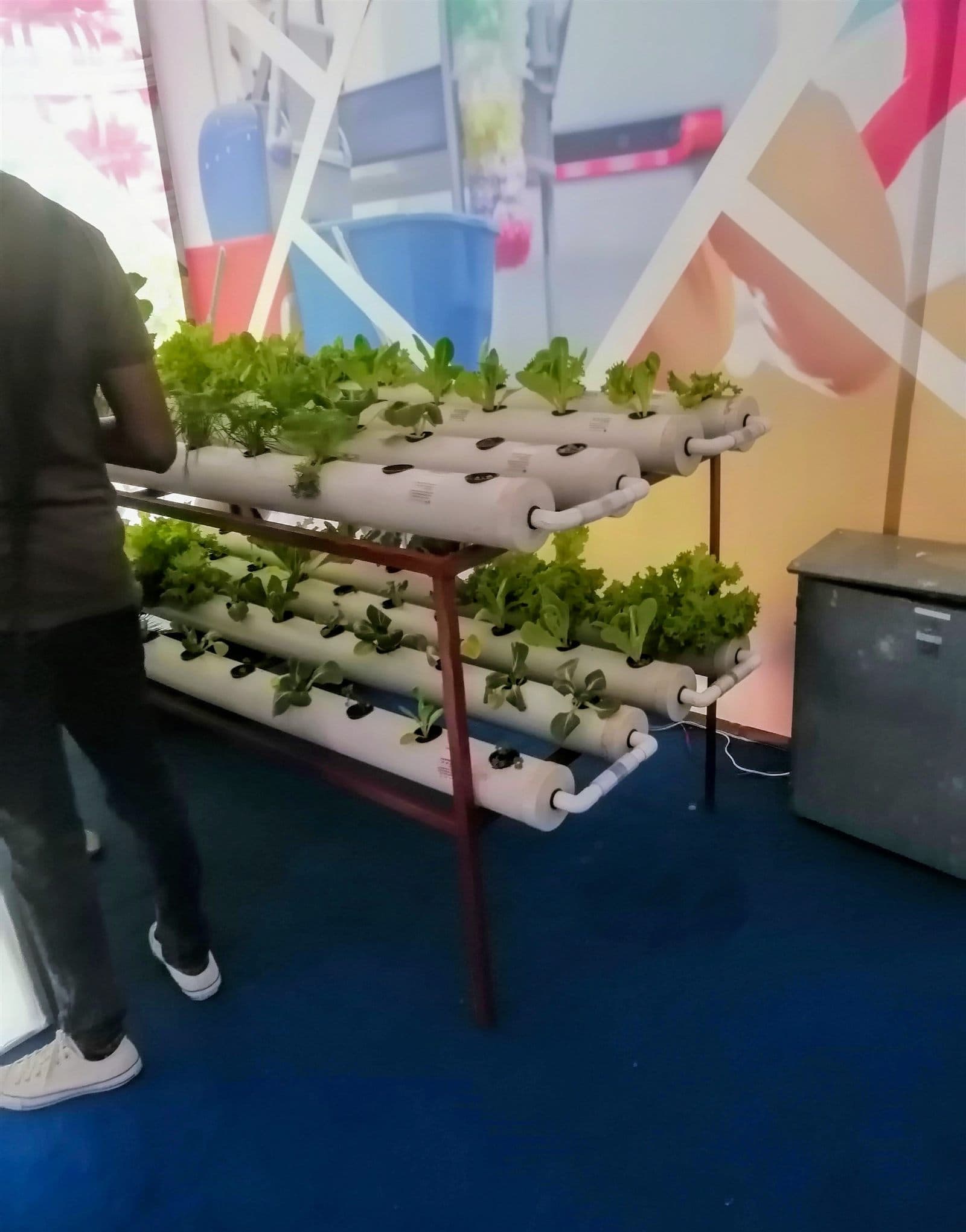 Hydroponic crop rows fed with staged nutrient programs
