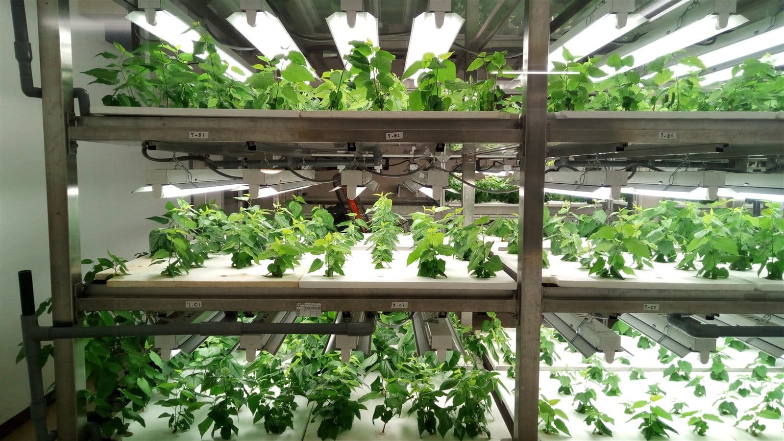 Indoor hydroponic greens under LED lighting for DLI planning