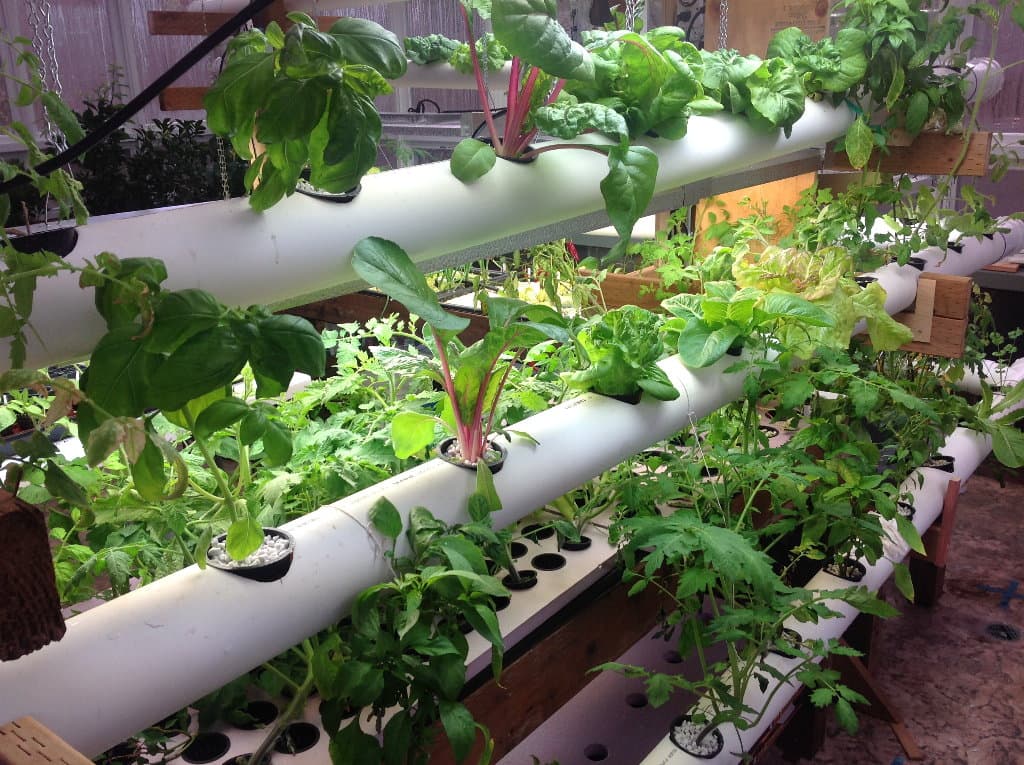 Plants growing in a PVC nutrient film technique channel