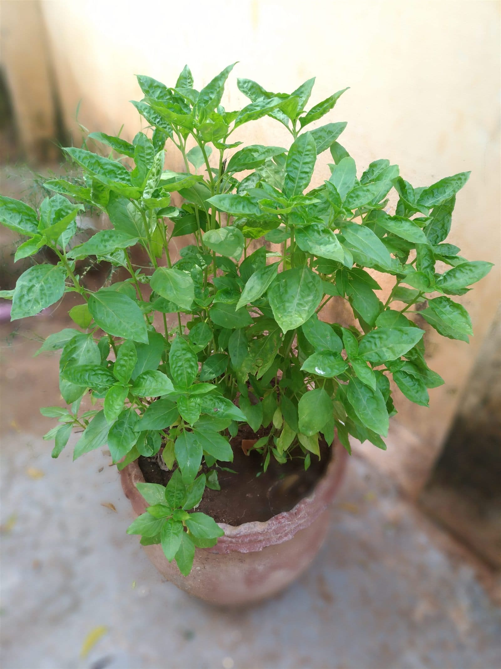 Bushy sweet basil plant growing in a terracotta pot