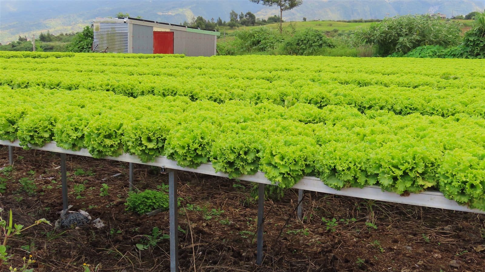 Hydroponic lettuce growing in channels