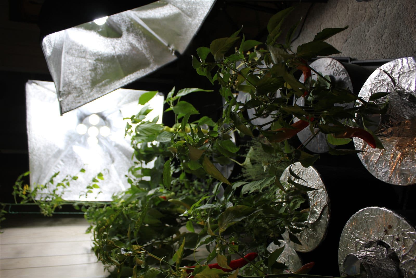 Hungarian wax peppers growing under LED lights in hydroponics