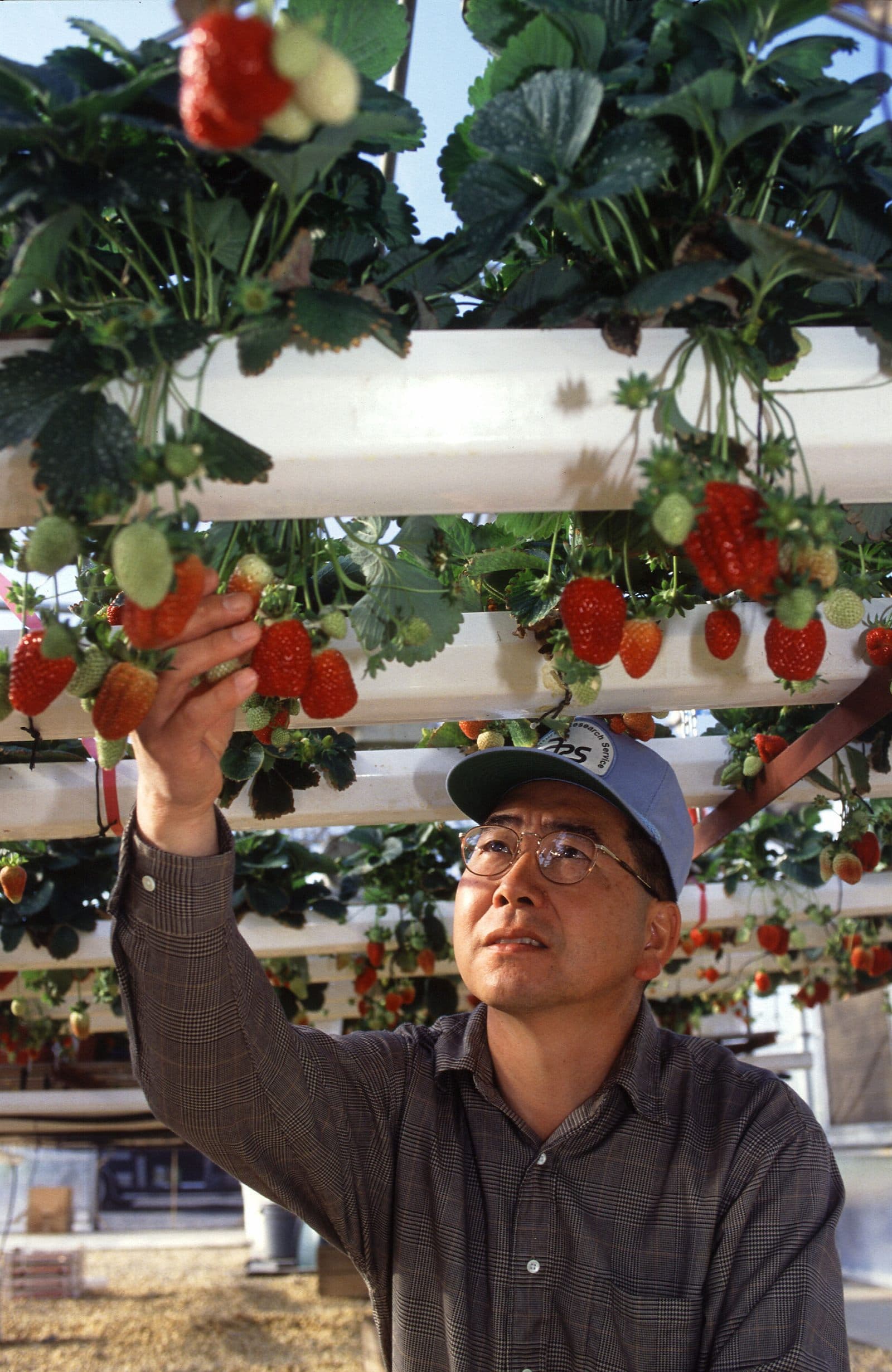 Strawberries growing in a hydroponic system
