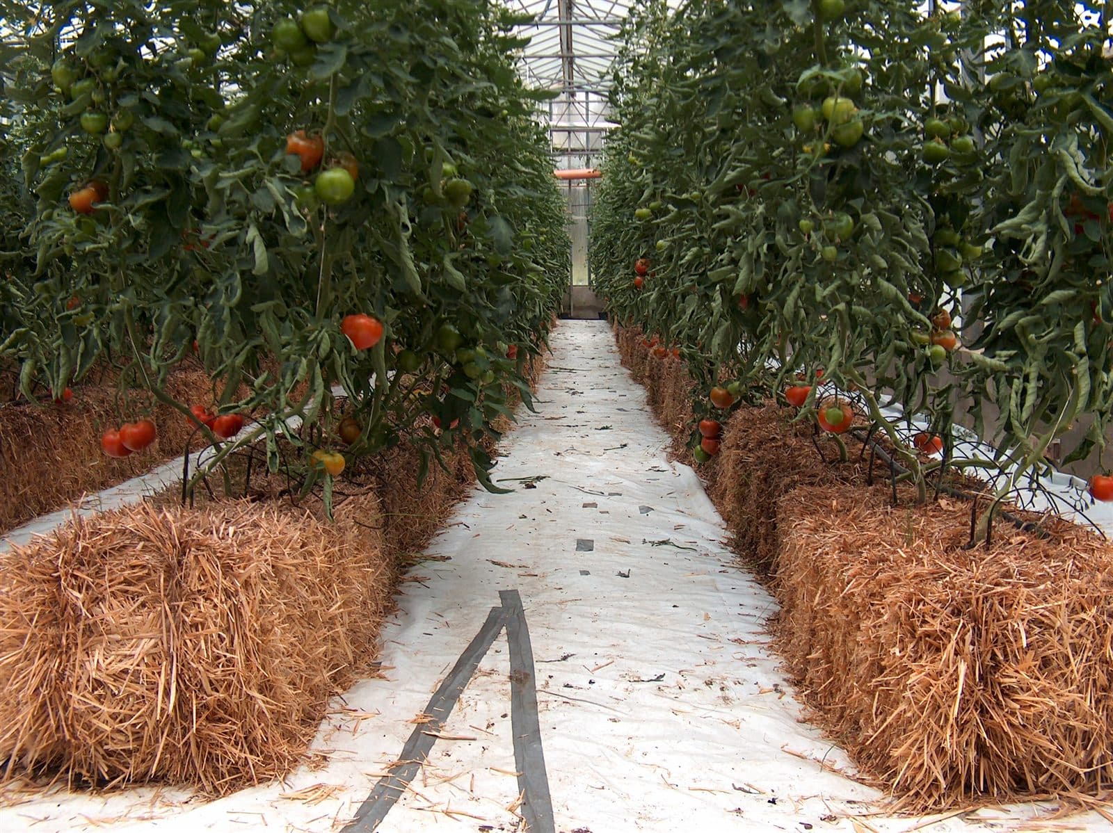 Hydroponic tomatoes grown with mixed nutrient recipes